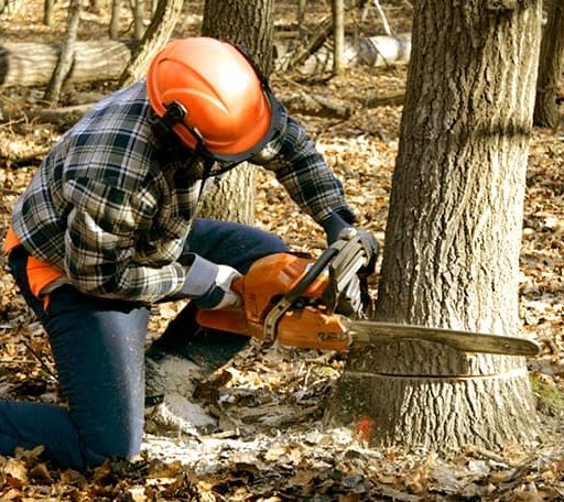 Tree Removal in Trail, MN